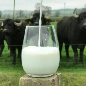شیر گاومیش