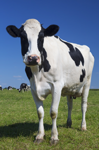 چطور شیر گاو پر چرب تری داشته باشیم؟ همه چیز درباره‌ی شیر پر چرب گاو